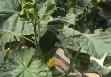 生根抑菌剂配合菌素同补应用